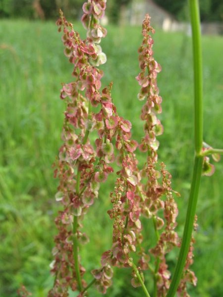 Rumex acetosa